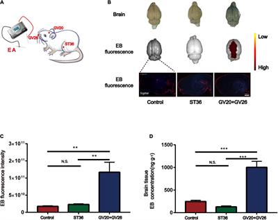 Electroacupuncture of the trigeminal nerve causes N-methyl-D-aspartate receptors to mediate blood-brain barrier opening and induces neuronal excitatory changes